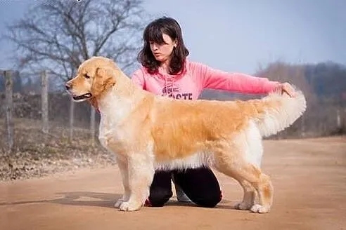 Szczenięta golden retriever,  podlaskie Białystok