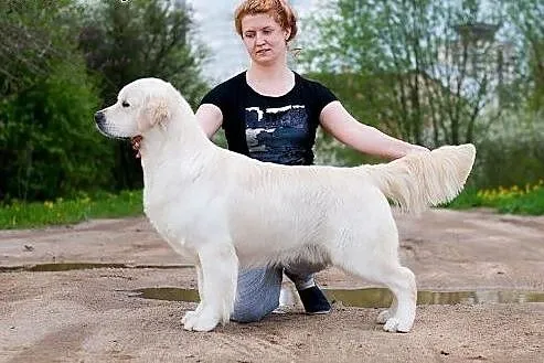 Szczenięta golden retriever,  podlaskie Białystok