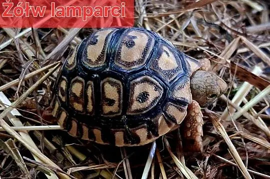 Sprzedam: żółwie stepowe, żółwie lamparcie, żółwie żabuti, hodowla ur. 2025
