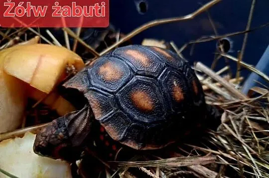 Sprzedam: żółwie stepowe, żółwie lamparcie, żółwie żabuti, hodowla ur. 2025, Śląskie, Rybnik