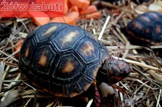 Sprzedam: żółwie stepowe, żółwie lamparcie, żółwie żabuti, hodowla ur. 2025, Śląskie, Rybnik