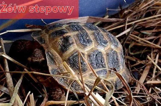 Sprzedam: żółwie stepowe, żółwie lamparcie, żółwie żabuti, hodowla ur. 2025, Śląskie, Rybnik