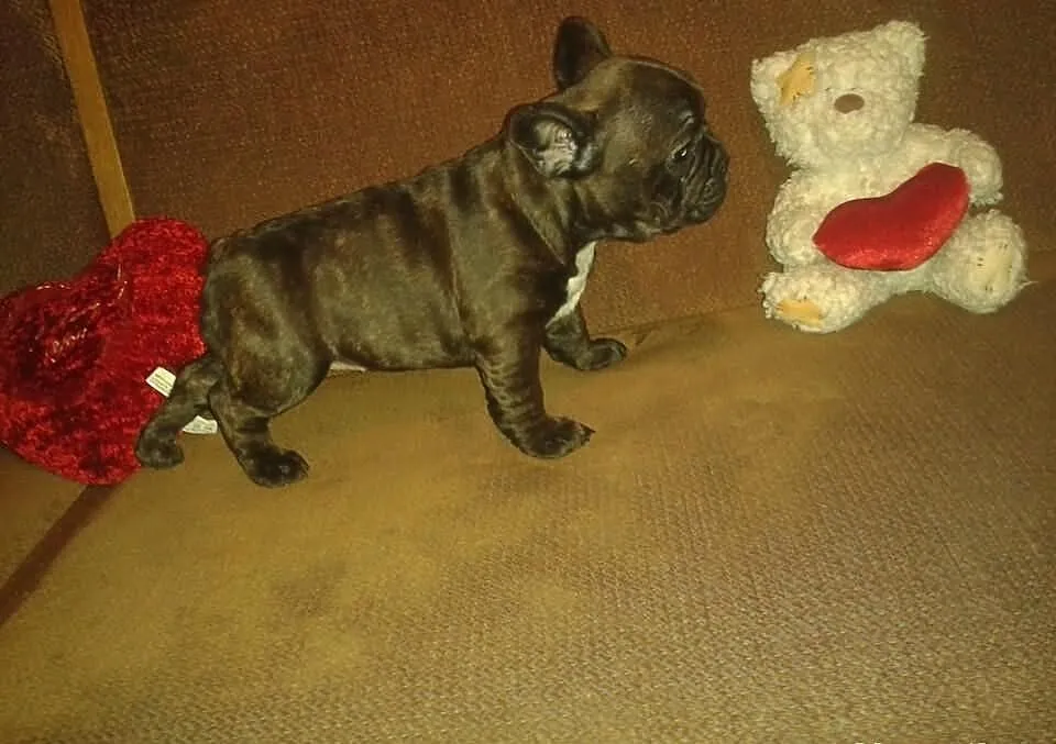Buldog Francuski -suczka