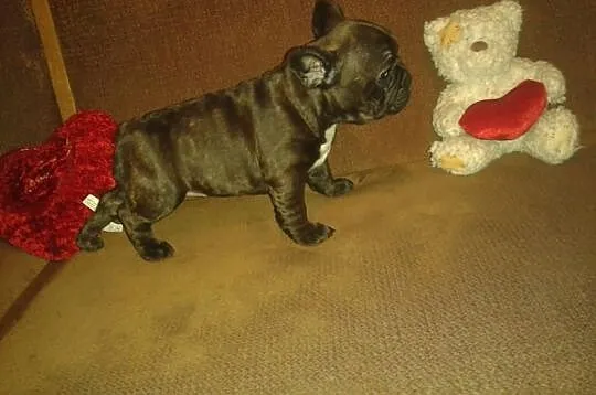 Buldog Francuski -suczka