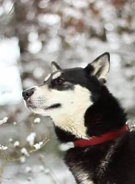 AIKO w typie husky do adopcji