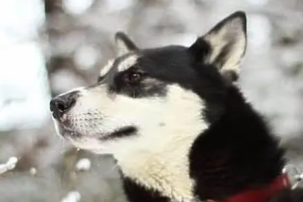AIKO w typie husky do adopcji