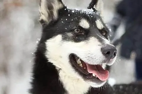 AIKO w typie husky do adopcji