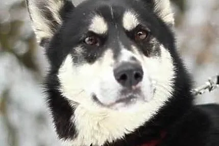 AIKO w typie husky do adopcji