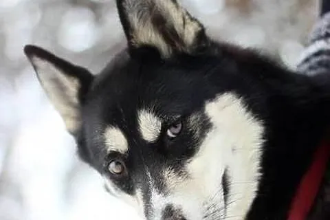 AIKO w typie husky do adopcji