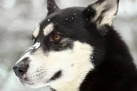 AIKO w typie husky do adopcji