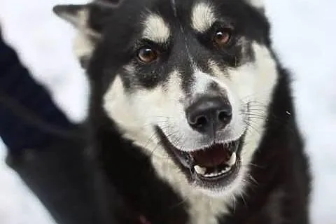 AIKO w typie husky do adopcji