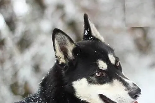 AIKO w typie husky do adopcji