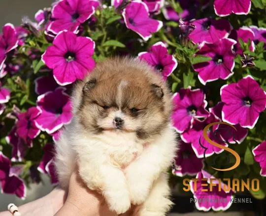 Szczenięta Pomeranian BOO | Szczenięta szpica miniaturowego (Pomeranian)