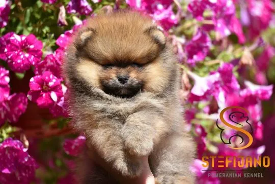 Szczenięta Pomeranian BOO | Szczenięta szpica miniaturowego (Pomeranian), Mazowieckie, Warszawa