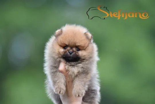 Szczenięta Pomeranian BOO | Szczenięta szpica miniaturowego (Pomeranian), Mazowieckie, Warszawa