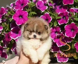 Szczenięta Pomeranian BOO | Szczenięta szpica miniaturowego (Pomeranian)