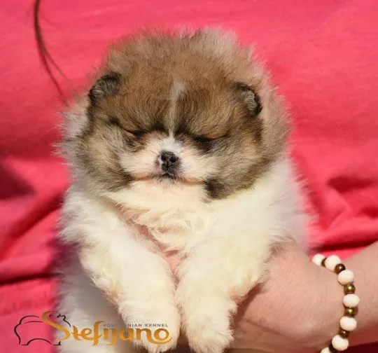 Szczenięta Pomeranian BOO | Szczenięta szpica miniaturowego (Pomeranian), Mazowieckie, Warszawa