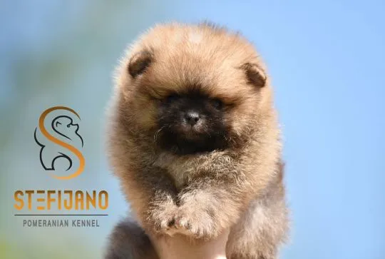 Szczenięta Pomeranian BOO | Szczenięta szpica miniaturowego (Pomeranian), Mazowieckie, Warszawa