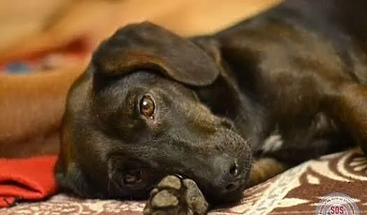 Jamniczko - labradorka Matylda do adopcji