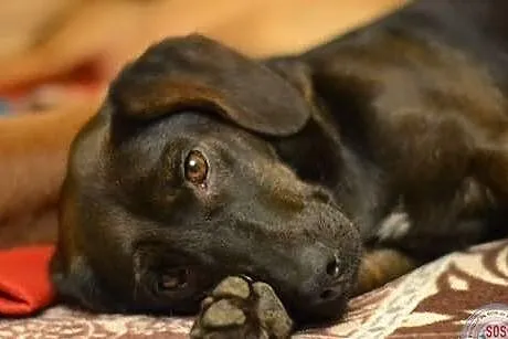 Jamniczko - labradorka Matylda do adopcji