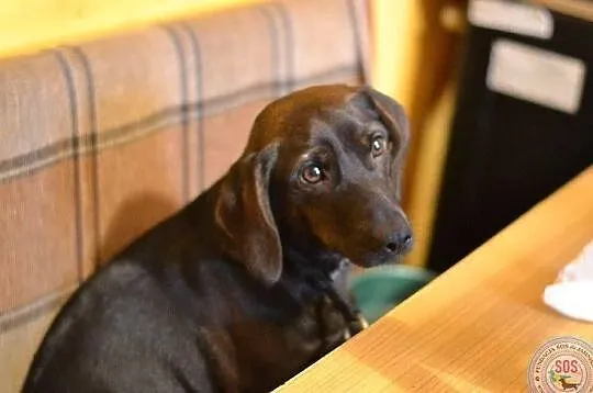 Jamniczko - labradorka Matylda do adopcji