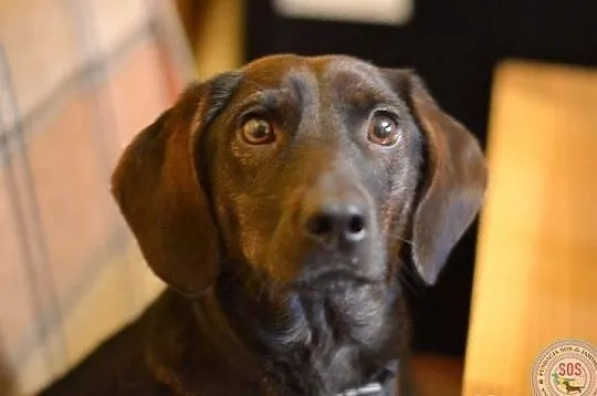 Jamniczko - labradorka Matylda do adopcji