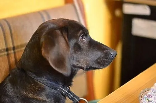 Jamniczko - labradorka Matylda do adopcji