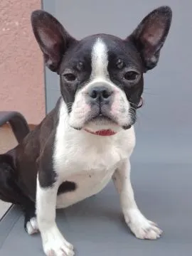 Boston terrier Piękne zarejestrowane suczka na sprzedaż