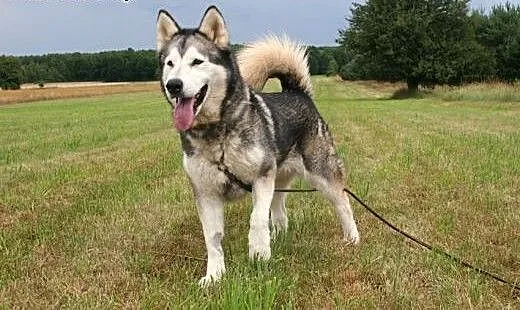 Przyjazna suczka alaskan malamute szuka domu!, ma