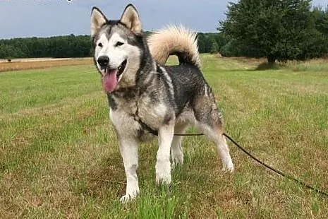 Przyjazna suczka alaskan malamute szuka domu!,  ma
