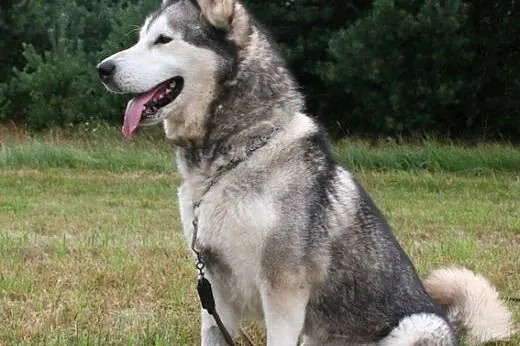 Przyjazna suczka alaskan malamute szuka domu!,  ma