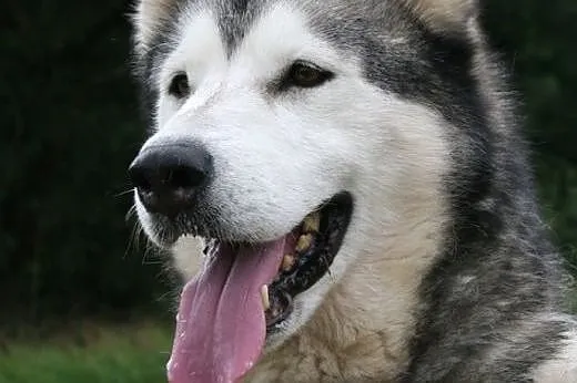 Przyjazna suczka alaskan malamute szuka domu!,  ma