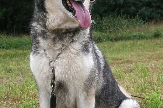 Przyjazna suczka alaskan malamute szuka domu!,  ma