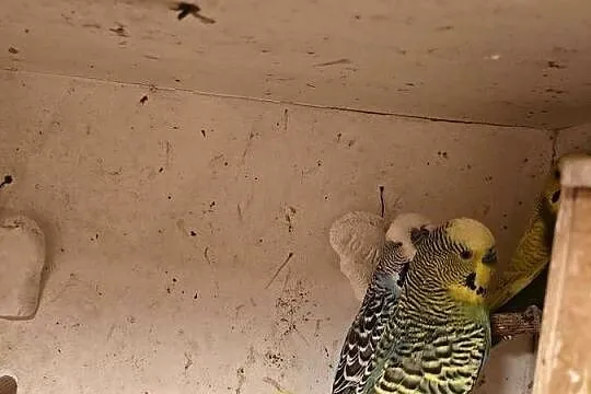 Sprzedam papugi faliste, Śląskie, Gliwice