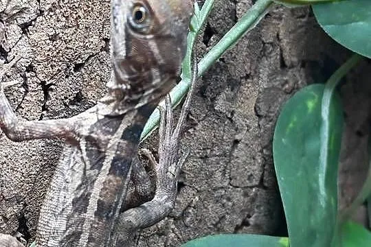Bazyliszek Płatkogłowy, Dolnośląskie, Oława