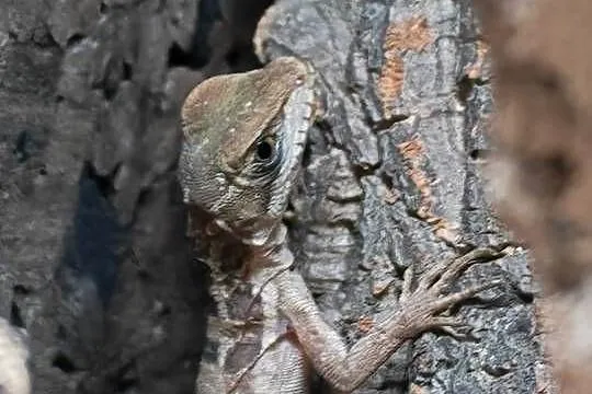 Bazyliszek Płatkogłowy, Dolnośląskie, Oława
