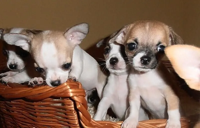 Malusi Chihuahua FCI :)