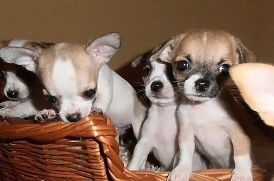 Malusi Chihuahua FCI :)