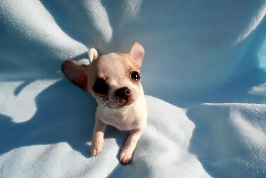 Malusi Chihuahua FCI :)