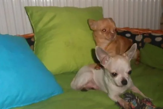 Malusi Chihuahua FCI :)