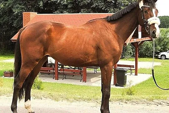 Przyszłościowy młody wałach AES po Casiopea / Casa