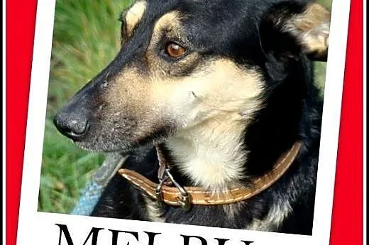20 kg,przyjazny,spokojny,łagodny,delikatny pies MELBU.Adopcja,  śląskie Katowice