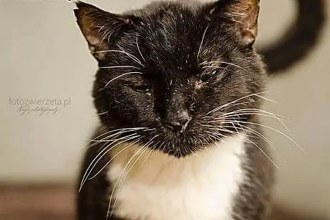 Wito dostojny kocurek na tropie domu,  pomorskie G