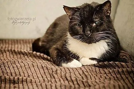 Wito dostojny kocurek na tropie domu,  pomorskie G