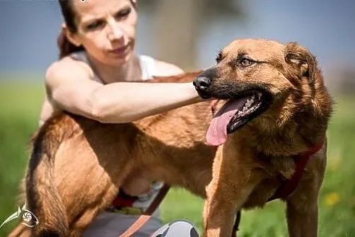 Młody Dziurawiec szuka domku ! do adopcji !!,  świ