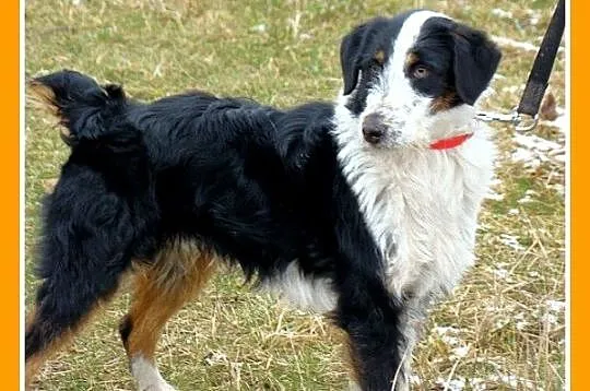 Mix border i foksterier,młody FOX,łagodny,towarzys