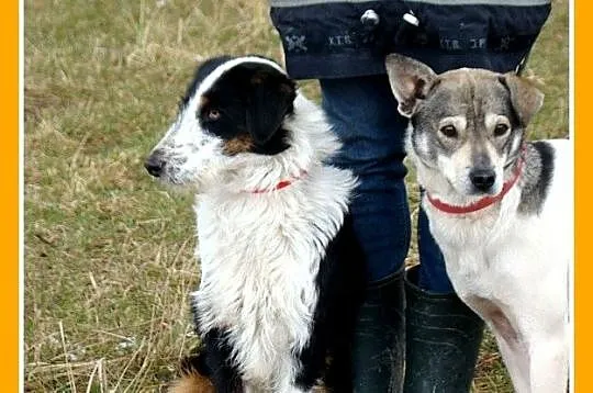 Mix border i foksterier,młody FOX,łagodny,towarzys