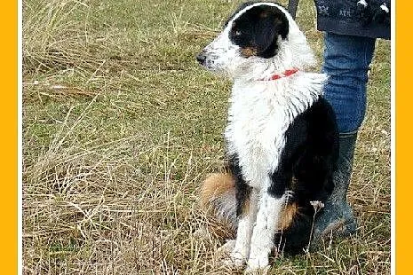 Mix border i foksterier,młody FOX,łagodny,towarzys