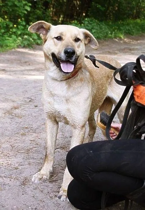 Mango - młodziutkie, biszkoptowe cudo do adopcji,