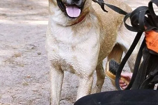 Mango - młodziutkie, biszkoptowe cudo do adopcji, 